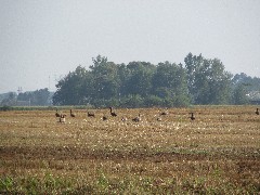 geese; IAT; Island Road, WI